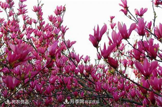 中國辛夷之鄉(xiāng)，帶你看看什么是南陽南召辛夷花(圖1)