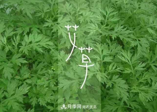 南陽艾草產(chǎn)業(yè)發(fā)展規(guī)劃（2019-2023 年），快來看看吧！(圖3)