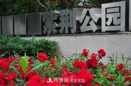 常州紫荊公園走紅，被稱“世界月季名園”，免門票創(chuàng)世界**(圖1)