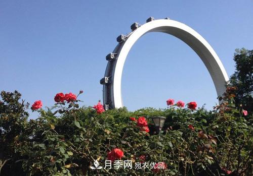 常州紫荊公園走紅，被稱“世界月季名園”，免門票創(chuàng)世界**(圖2)