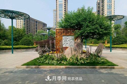 常州紫荊公園走紅，被稱“世界月季名園”，免門票創(chuàng)世界**(圖3)