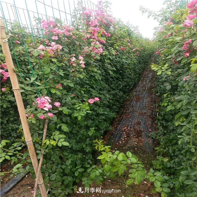 月季網(wǎng)片，藤本造型，月季花墻批發(fā)價格(圖3)
