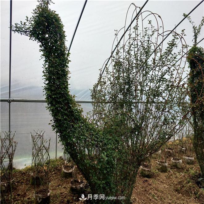 動(dòng)物造型月季，十二生肖奇型造型月季(圖1)