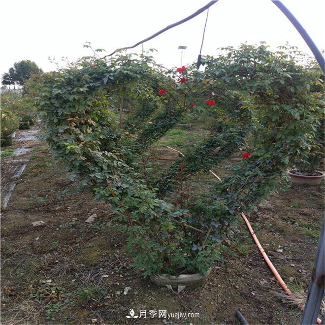 心形月季造型，新型造型月季景觀(圖3)