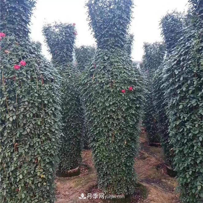 月季花瓶，南陽基地花瓶造型月季批發(fā)價(jià)格(圖1)