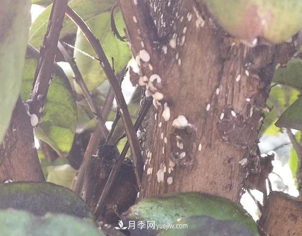 紫薇葉片蒙上一層“煤油”？罪魁禍首是它(圖1)