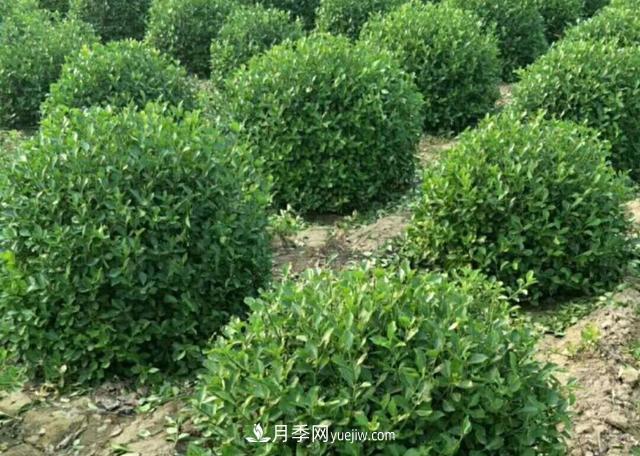 2020年苗木行業(yè)開(kāi)啟價(jià)格白刃戰(zhàn)，誰(shuí)主沉浮？(圖1)