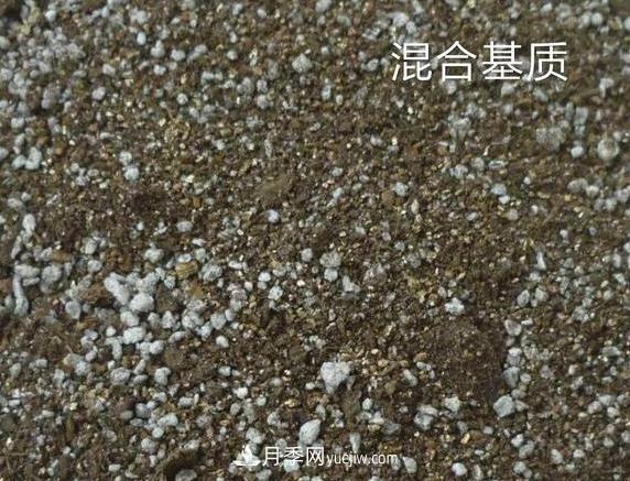 月季剪個(gè)枝，插到土里能生根嗎？(圖2)