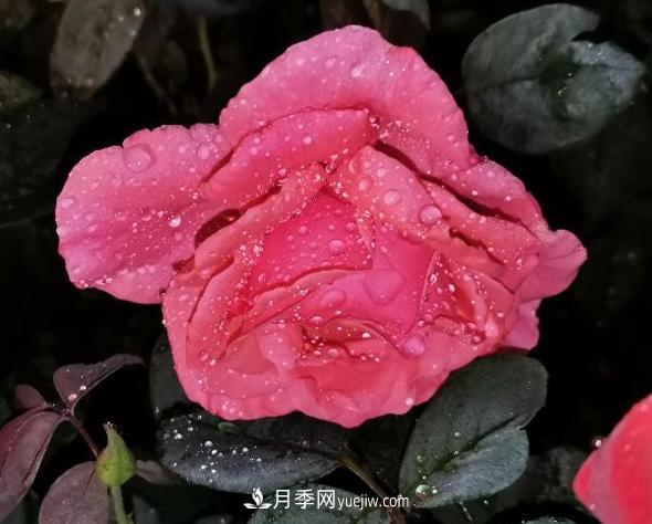 夜色下的謙卑，月季到底有多美？(圖1)