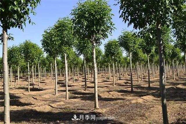 2022年前后會有一波苗木高峰行情？這個說法靠譜嗎？(圖1)