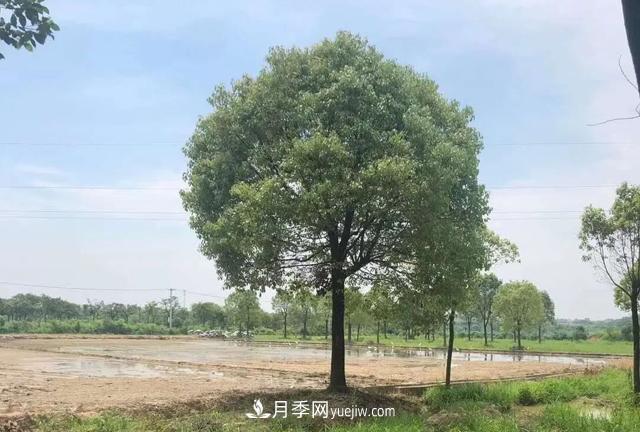 2022年前后會有一波苗木高峰行情？這個說法靠譜嗎？(圖2)