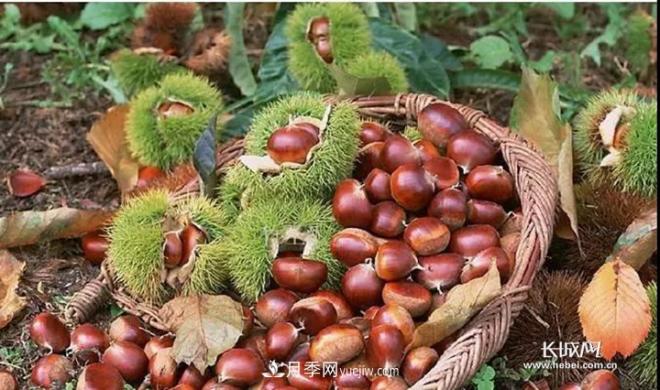 河北5地入選第四批中國特色農(nóng)產(chǎn)品優(yōu)勢(shì)區(qū)(圖1)