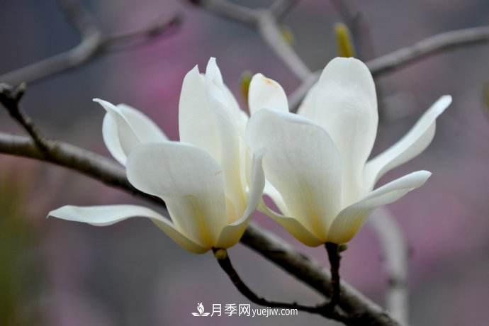 紫玉蘭、白玉蘭、二喬玉蘭、飛黃玉蘭、廣玉蘭等玉蘭怎么分辨？(圖1)