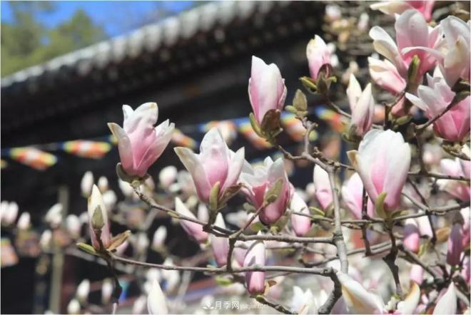 紫玉蘭、白玉蘭、二喬玉蘭、飛黃玉蘭、廣玉蘭等玉蘭怎么分辨？(圖5)