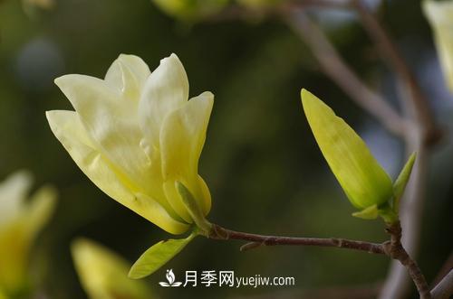 紫玉蘭、白玉蘭、二喬玉蘭、飛黃玉蘭、廣玉蘭等玉蘭怎么分辨？(圖8)