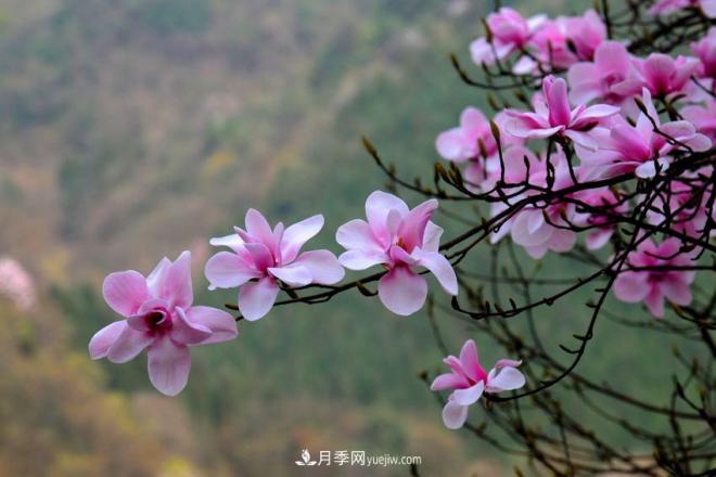 紫玉蘭、白玉蘭、二喬玉蘭、飛黃玉蘭、廣玉蘭等玉蘭怎么分辨？(圖10)