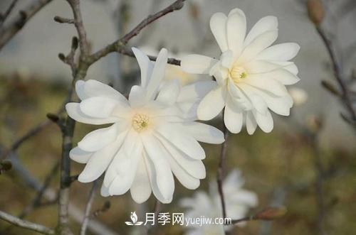 紫玉蘭、白玉蘭、二喬玉蘭、飛黃玉蘭、廣玉蘭等玉蘭怎么分辨？(圖14)