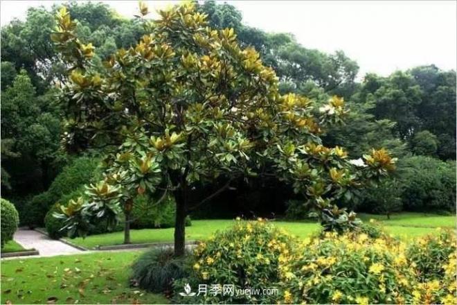 紫玉蘭、白玉蘭、二喬玉蘭、飛黃玉蘭、廣玉蘭等玉蘭怎么分辨？(圖13)