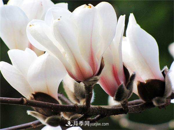 紫玉蘭、白玉蘭、二喬玉蘭、飛黃玉蘭、廣玉蘭等玉蘭怎么分辨？(圖15)