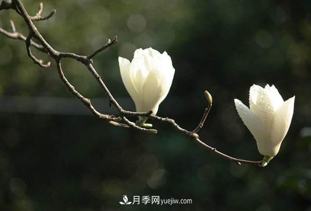 紫玉蘭、白玉蘭、二喬玉蘭、飛黃玉蘭、廣玉蘭等玉蘭怎么分辨？(圖2)