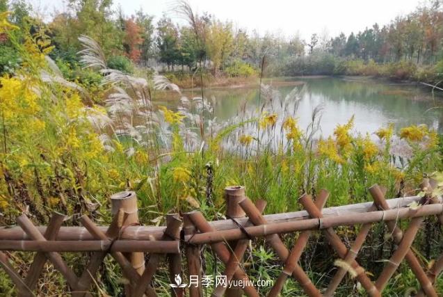 草木人間，霜降來(lái)臨，黃鶯花盛開(kāi)(圖1)