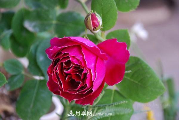 耐看的10種月季：非常養(yǎng)眼，你養(yǎng)過幾種(圖5)