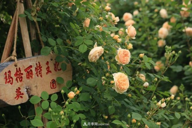 耐看的10種月季：非常養(yǎng)眼，你養(yǎng)過幾種(圖3)