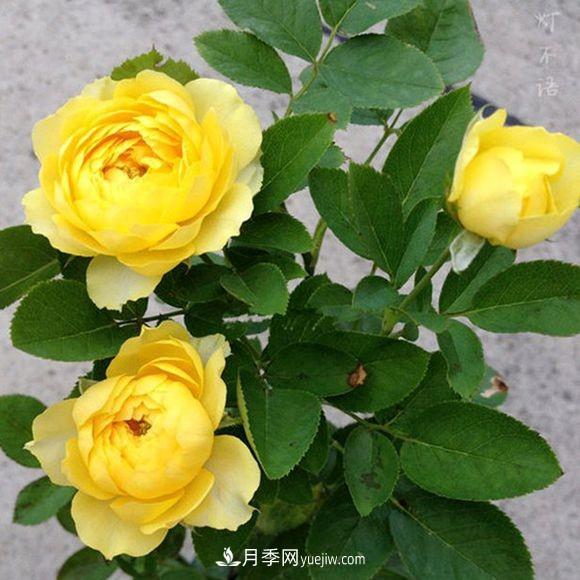 這6種月季，抗病強(qiáng)花量大還耐曬，養(yǎng)一棵就很美(圖2)