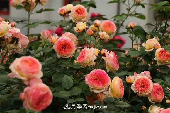 這6種月季，抗病強(qiáng)花量大還耐曬，養(yǎng)一棵就很美(圖1)