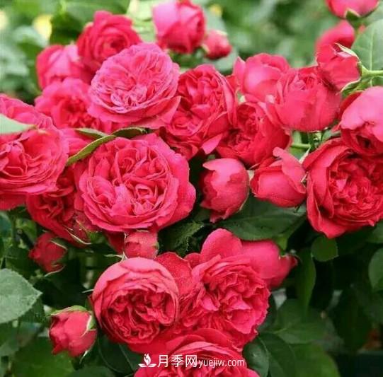 這6種月季，抗病強(qiáng)花量大還耐曬，養(yǎng)一棵就很美(圖3)