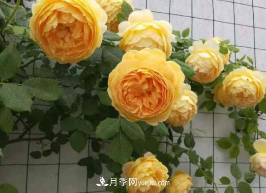 這6種月季，抗病強(qiáng)花量大還耐曬，養(yǎng)一棵就很美(圖6)