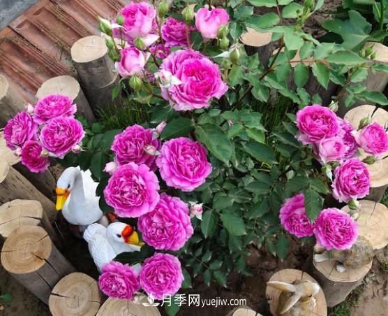 這6種月季，抗病強(qiáng)花量大還耐曬，養(yǎng)一棵就很美(圖5)