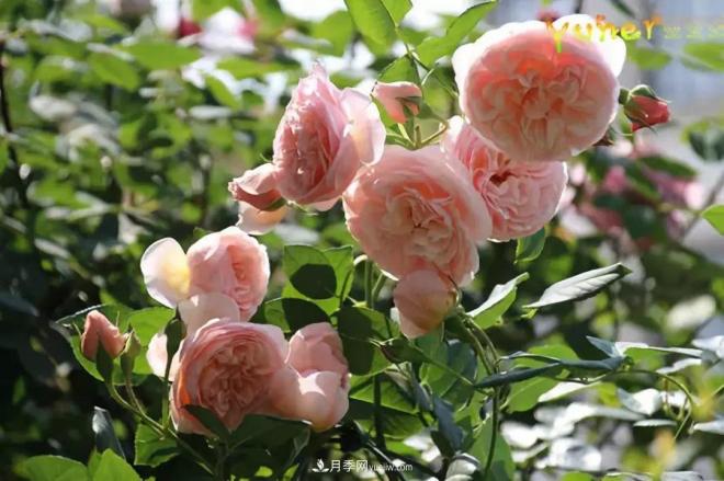 這6種月季，抗病強(qiáng)花量大還耐曬，養(yǎng)一棵就很美(圖7)