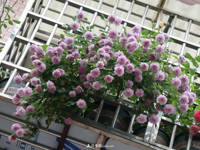 這6種月季，抗病強(qiáng)花量大還耐曬，養(yǎng)一棵就很美(圖8)
