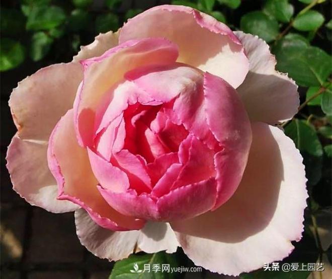 無伊芙不月季，哪種伊芙月季***值得入手？(圖5)