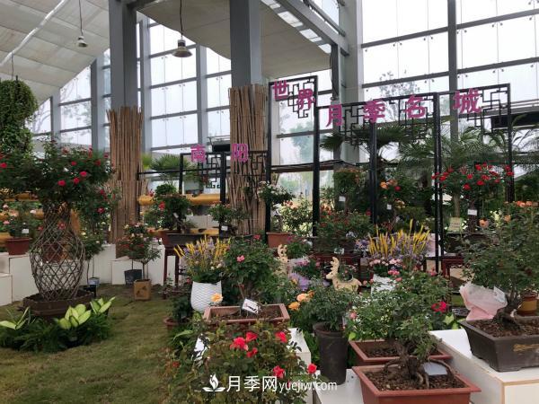 第十屆中國月季展覽會(huì)南陽市榮獲獎(jiǎng)項(xiàng)40余項(xiàng)(圖2)