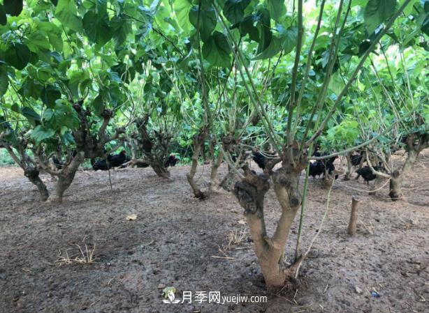 七彩月季、林下養(yǎng)雞……陜西石泉薩索農(nóng)場(chǎng)念活了“生態(tài)經(jīng)”(圖1)