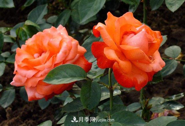 月季花的施肥方法是什么？(圖1)