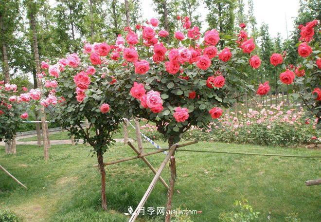 河北樹狀月季批發(fā)基地，品種月季產(chǎn)地直供價(jià)格表(圖4)