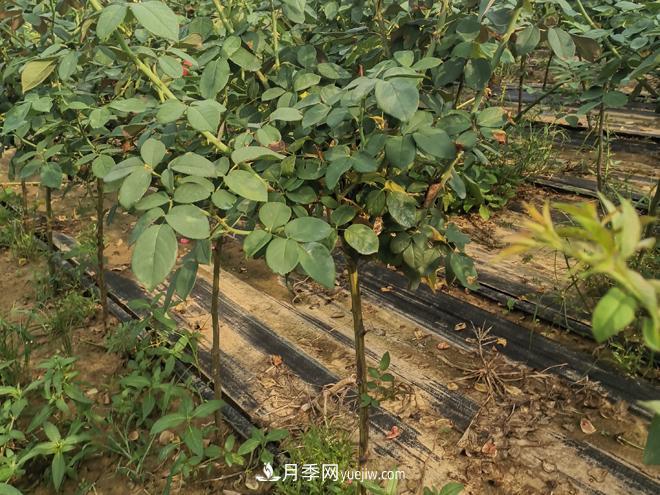 河北樹狀月季批發(fā)基地，品種月季產(chǎn)地直供價(jià)格表(圖3)