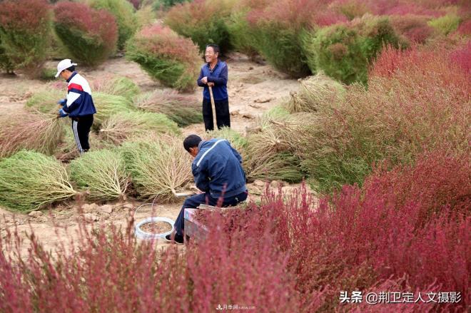 山西臨汾65歲農(nóng)民大叔種“彩色草”，編織致富夢年收入10萬元(圖4)