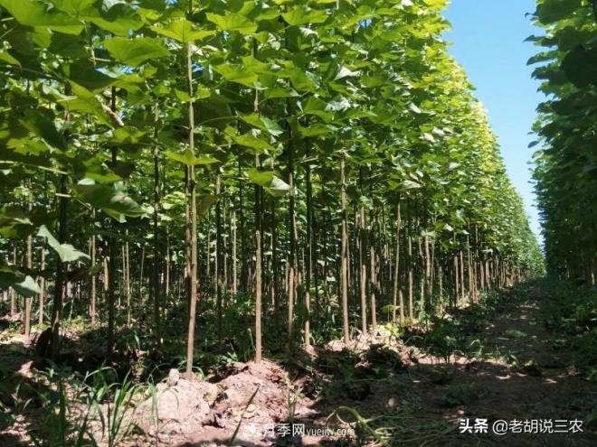 楸樹價(jià)格看漲，市價(jià)已經(jīng)達(dá)到3800元/立方，楸木為啥這么貴？(圖1)