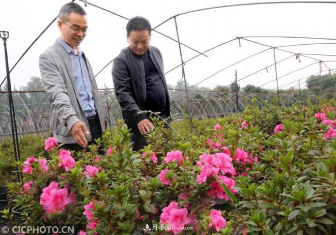 河南平頂山:花卉苗木種植助農(nóng)增收(圖2) 河南平頂山:花卉苗木種植助農(nóng)增收(圖2)