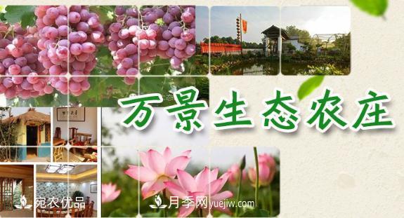 南召縣萬(wàn)景園林張園園，玉蘭樹(shù)苗木創(chuàng)業(yè)造福鄉(xiāng)梓(圖1)