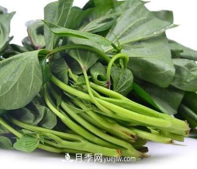 南陽袁祖印發(fā)展特色蔬菜產業(yè)帶領群眾致富(圖1)