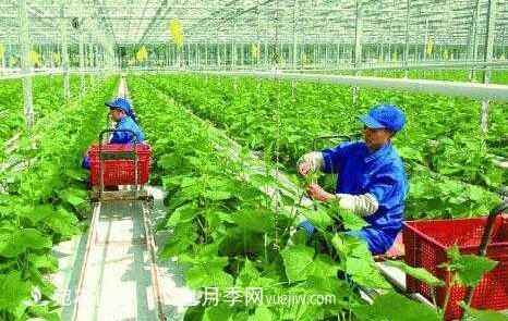 南陽有機(jī)農(nóng)業(yè)全國**是怎樣煉成的？南水北調(diào)水源地生態(tài)農(nóng)業(yè)見聞(圖1)