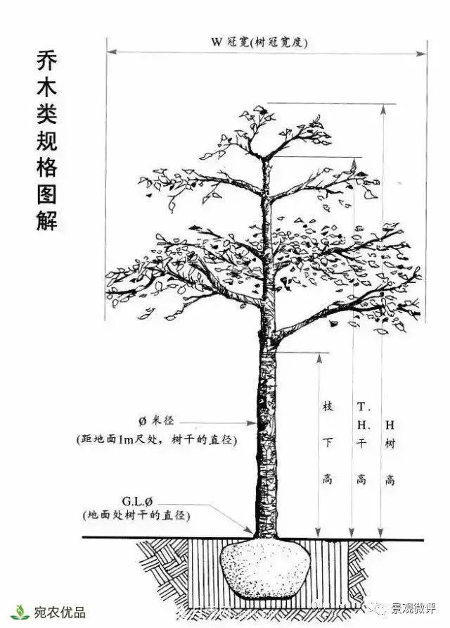 南陽月季苗木行業(yè)專業(yè)術(shù)語大全，你知多少？?jī)?nèi)容太多(圖3)