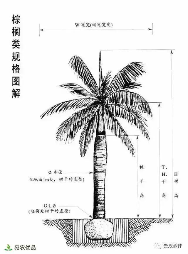 南陽月季苗木行業(yè)專業(yè)術(shù)語大全，你知多少？?jī)?nèi)容太多(圖5)