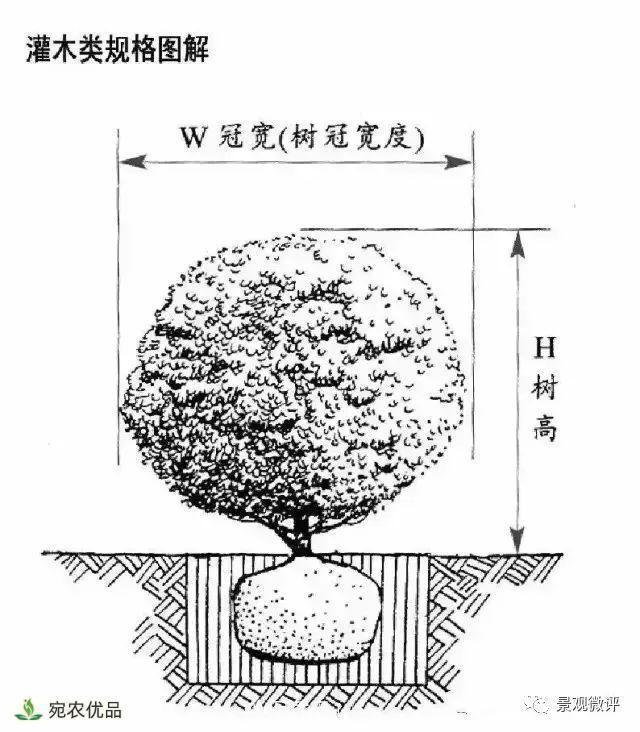 南陽月季苗木行業(yè)專業(yè)術(shù)語大全，你知多少？?jī)?nèi)容太多(圖4)