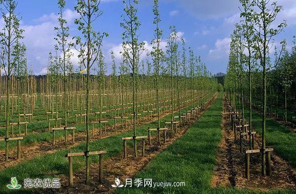 南陽月季苗木行業(yè)專業(yè)術(shù)語大全，你知多少？?jī)?nèi)容太多(圖6)